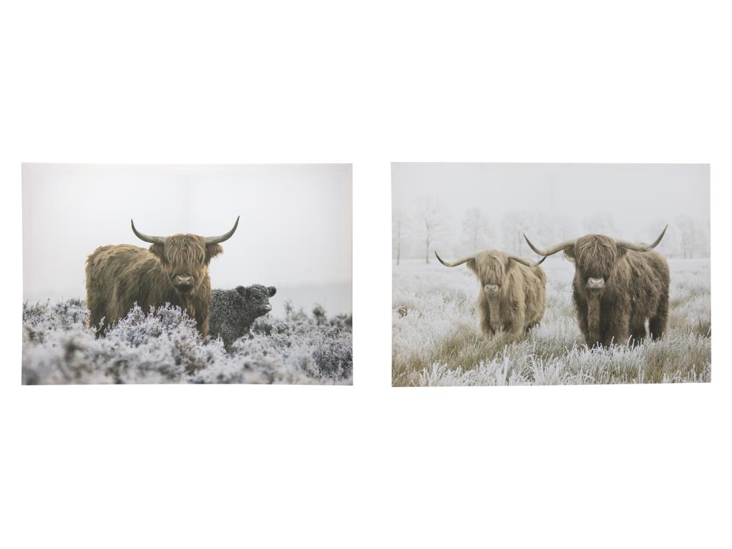 50x70cm Highland Cow Canvas 2 Asstd